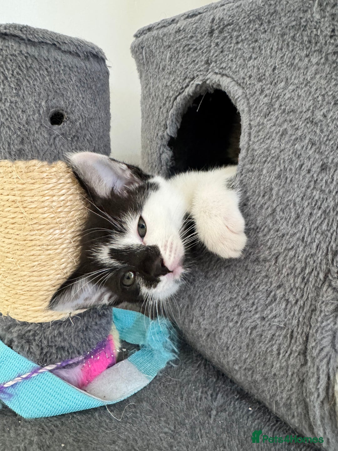 Mixed Breed cats for sale: 3 Beautiful Kittens for New Homes - Advert 9