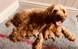 Cockapoo dogs for sale: Red Cockapoo - Image 2