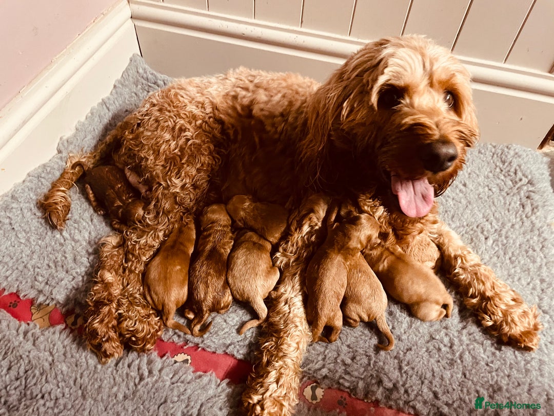 Cockapoo dogs for sale: Red Cockapoo - Image 2