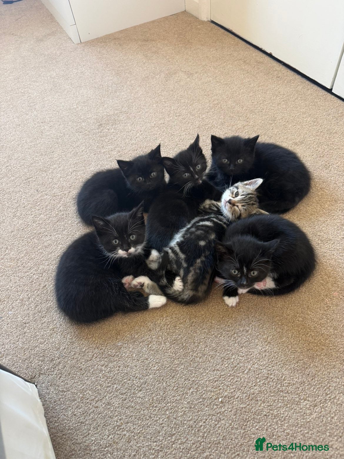 Mixed Breed cats Gorgeous kittens for sale🤍 - Advert 2