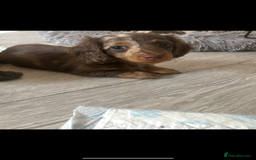 Dachshund dogs for sale: Dachshund puppies  - Image 3