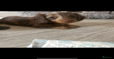 Dachshund dogs - Advert 8