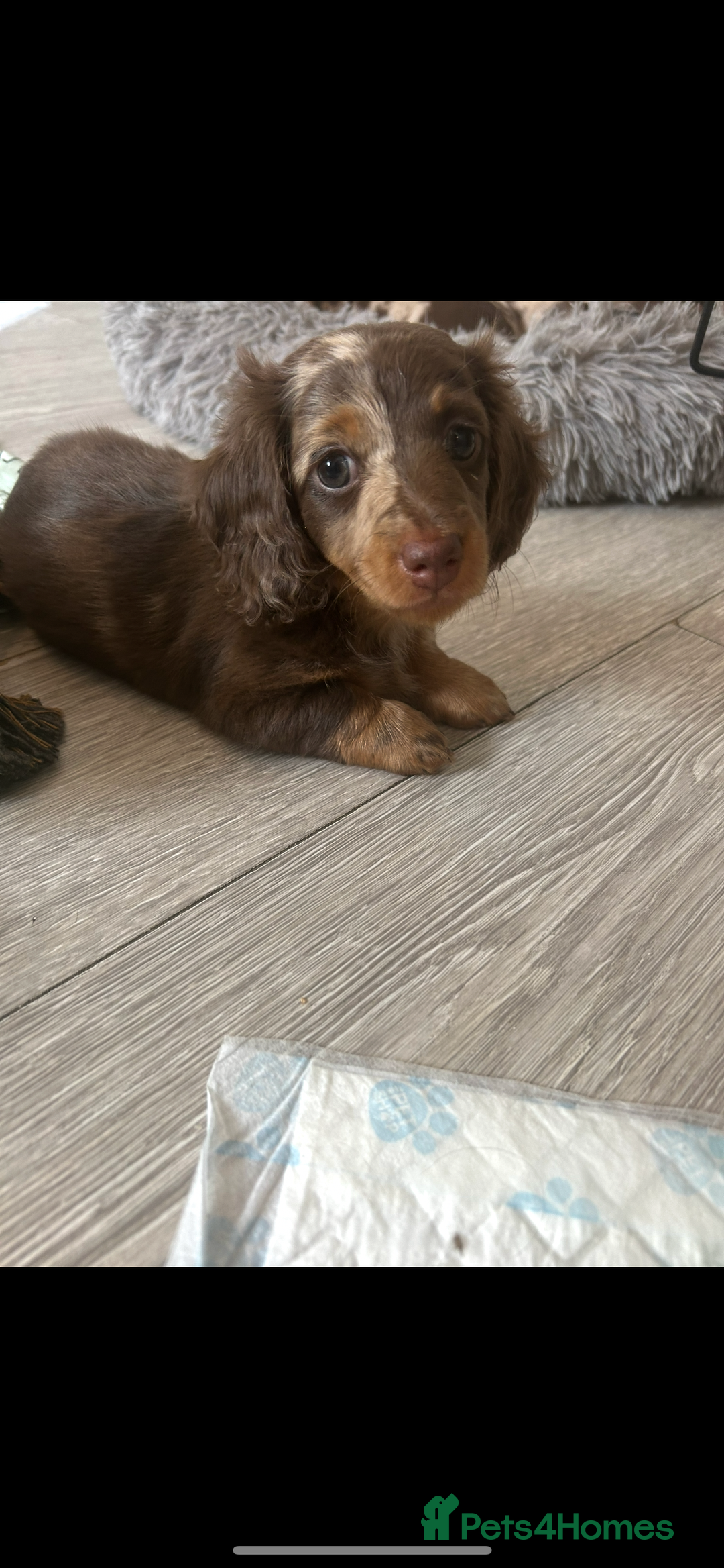 Dachshund dogs for sale: Dachshund puppies  - Image 3