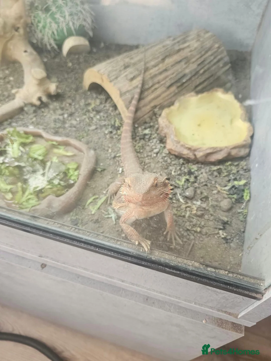 Bearded Dragon reptiles for sale:  2 Male bearded dragon + 1 female dragon  - Advert 2