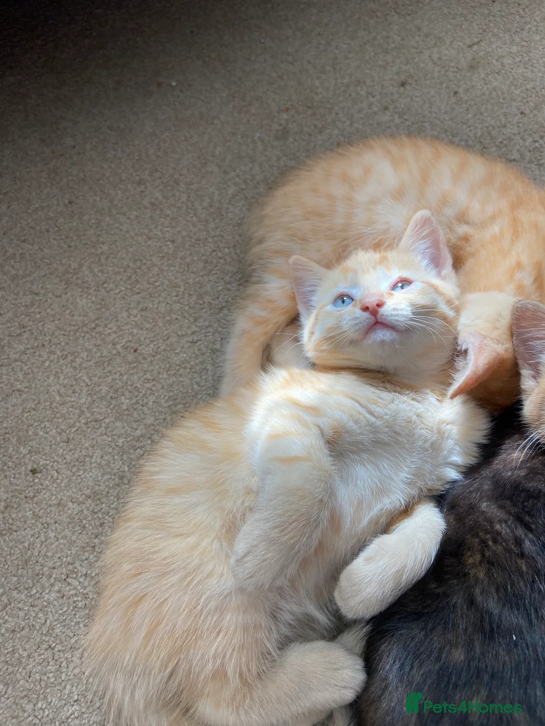 Mixed Breed cats for sale: Little best friends - Advert 2