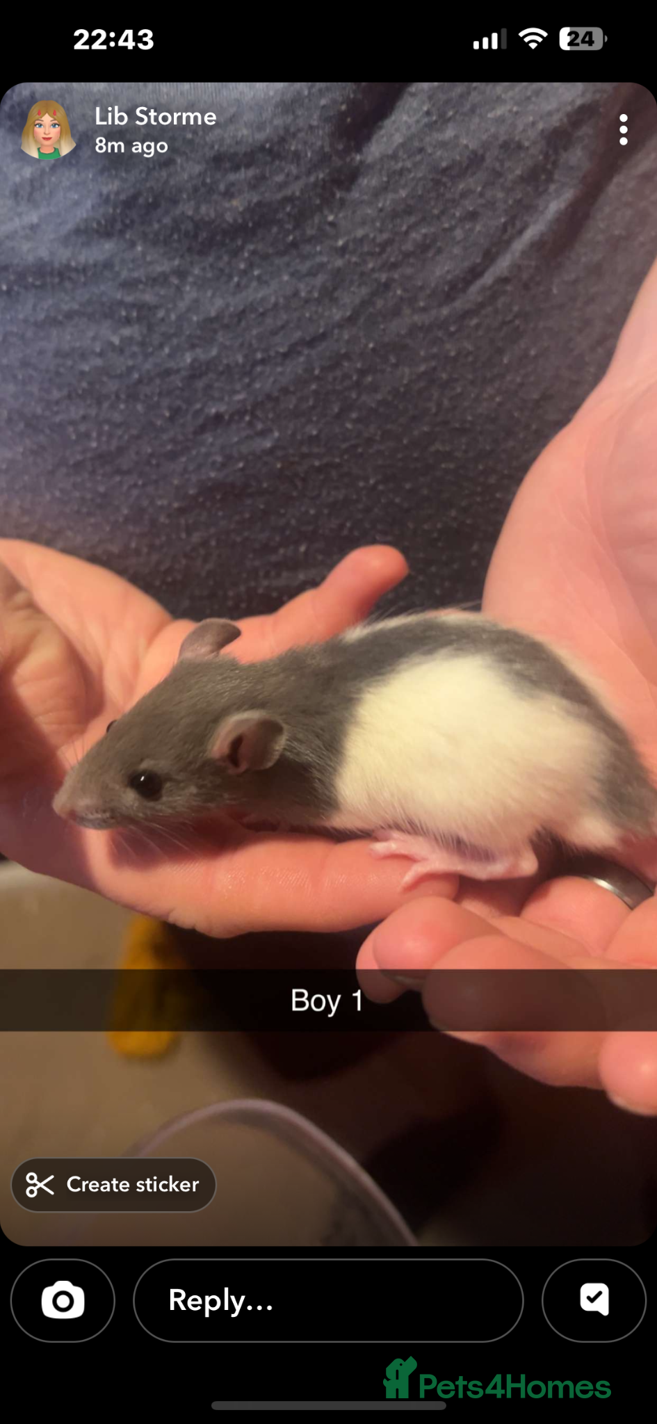 Rat rodents Rat pups - Advert 18