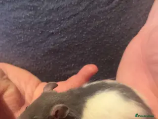 Rat rodents Rat pups - Advert 18