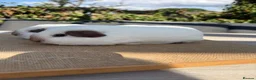 Guinea Pig rodents for sale: Pure bred Californian California sows  - Advert 8