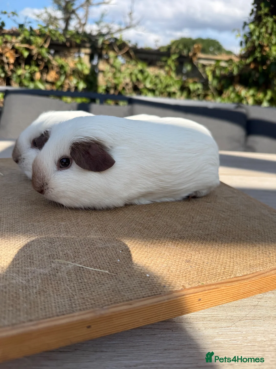 Guinea Pig rodents for sale: Pure bred Californian California sows  - Advert 8