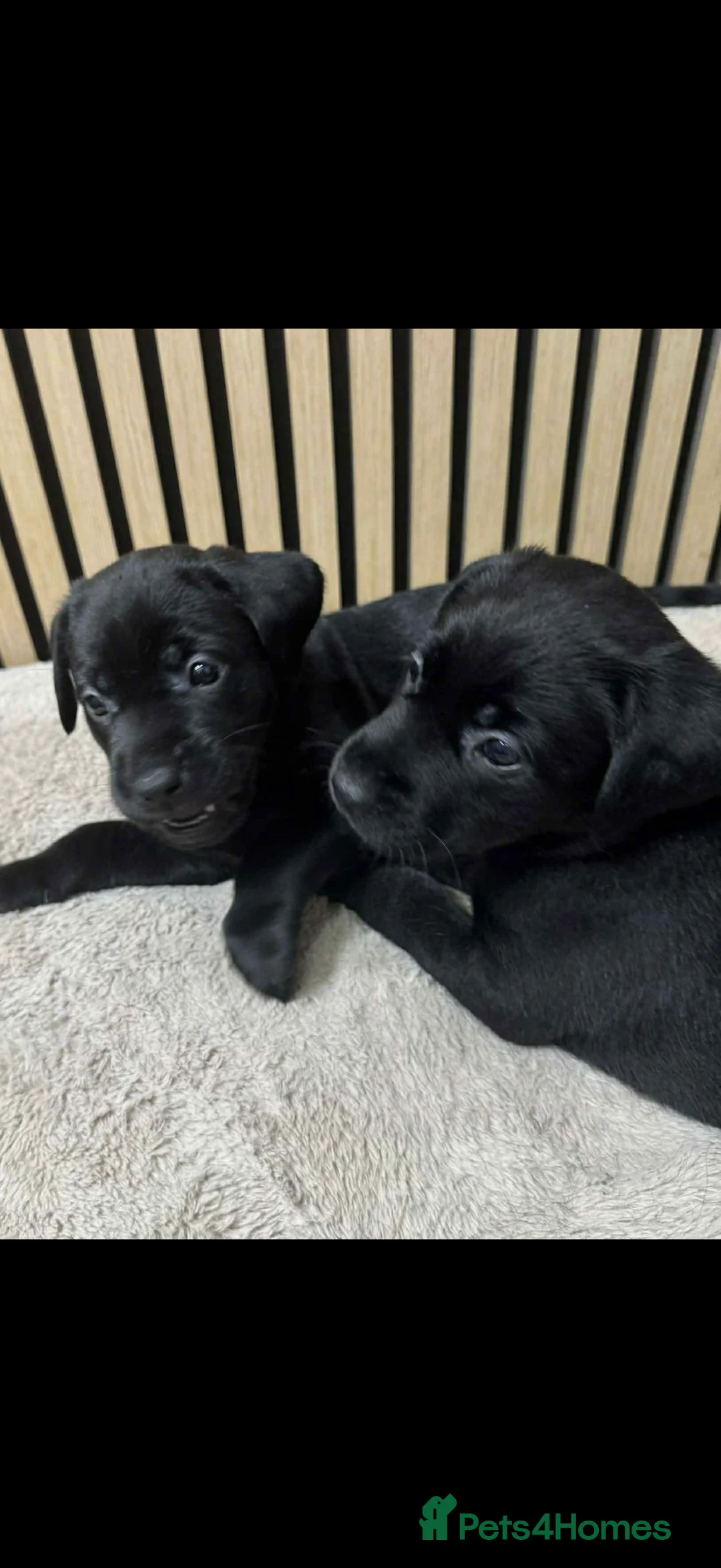 Labrador Retriever dogs for sale: One black Labrador male lift in Milford Haven - Advert 6