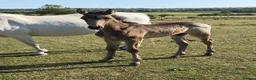 Connemara horses for sale: Llynhelyg Dumbledore  - Advert 3