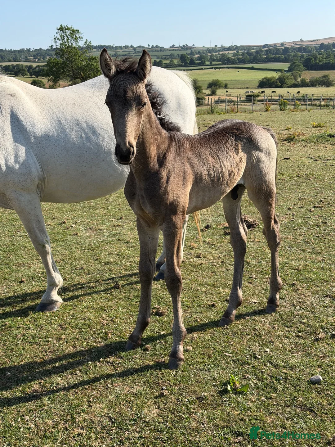 Connemara horses for sale: Llynhelyg Dumbledore  - Advert 3