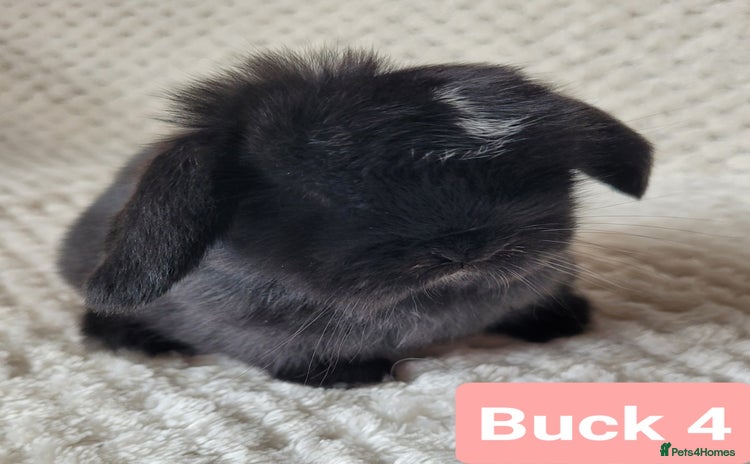 Mini Lop rabbits in Shaftesbury - Advert 1