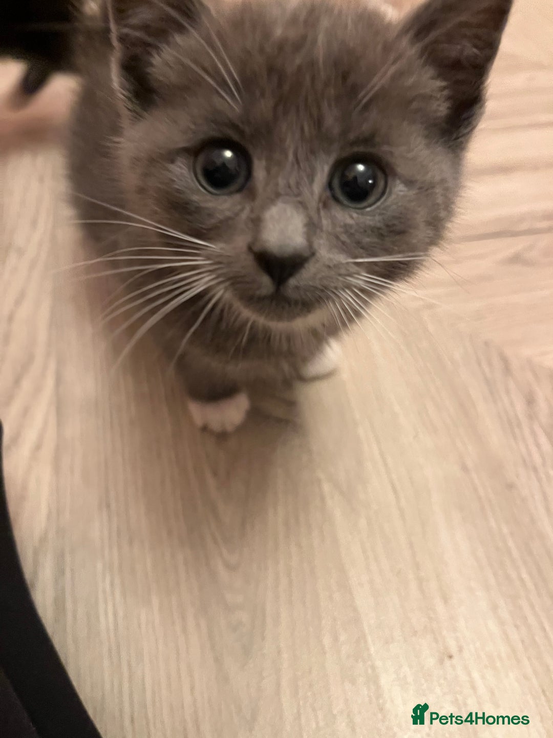 Mixed Breed cats for sale: 6 beautiful kittens ready for their new home.  - Advert 8