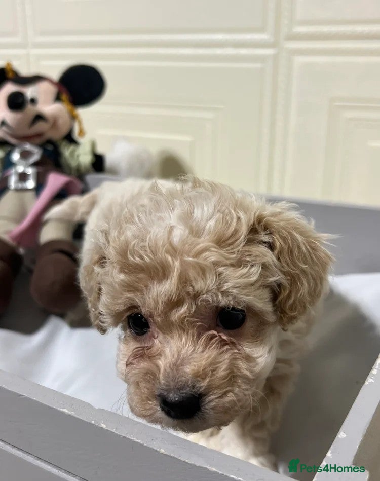 Maltipoo dogs Maltipoo puppies looking for loving homes  in Manchester - Advert 1