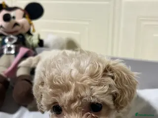 Maltipoo dogs Maltipoo puppies looking for loving homes in Manchester - Advert 1