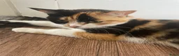 Domestic Shorthair cats for sale: 3 male domestic shorthair kittens - Advert 13