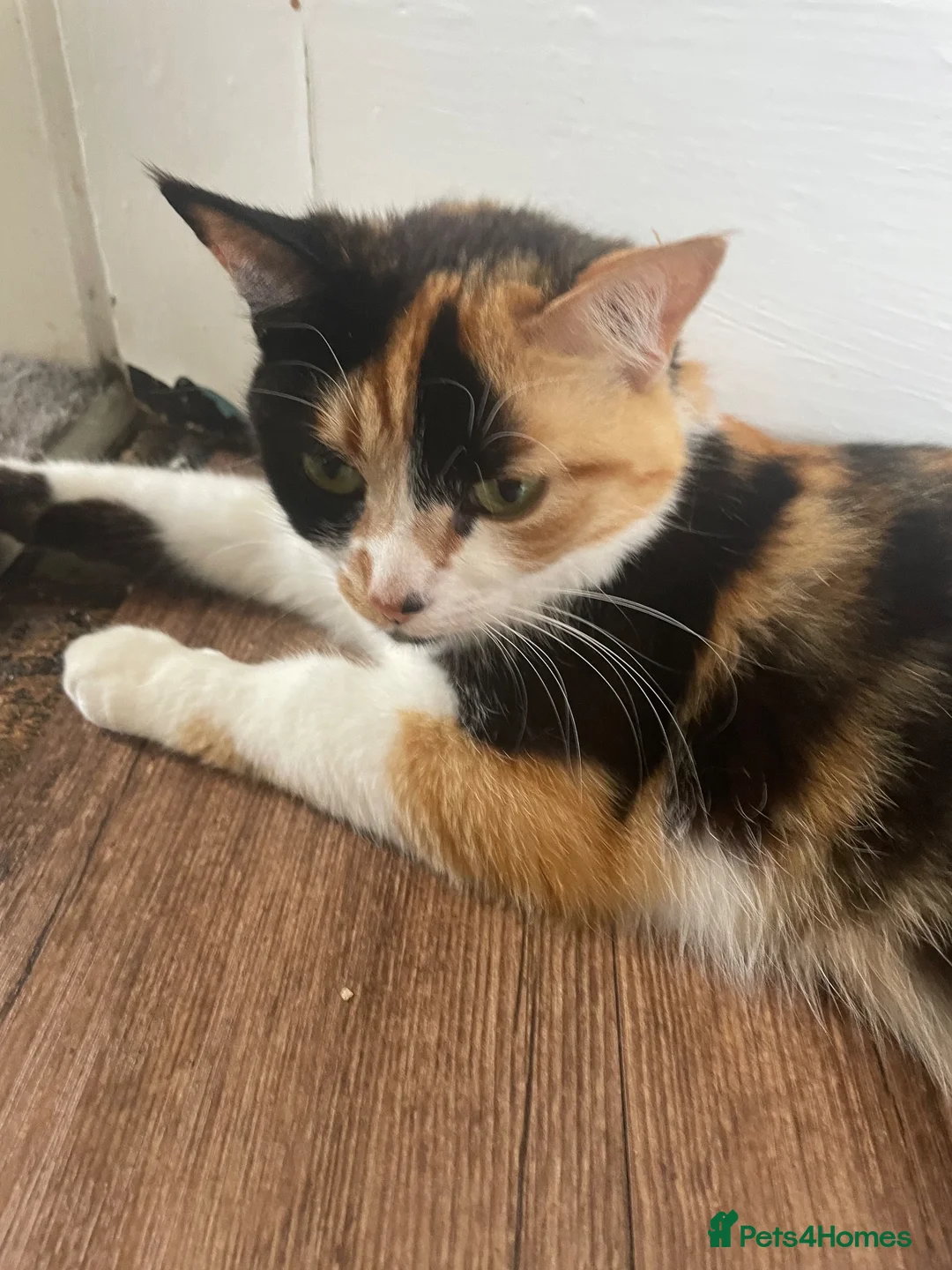 Domestic Shorthair cats for sale: 3 male domestic shorthair kittens - Advert 13