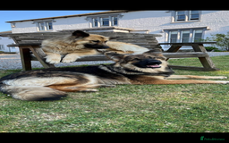 German Shepherd dogs for sale: 8 beautiful long haired German shepherd puppies  - Image 10