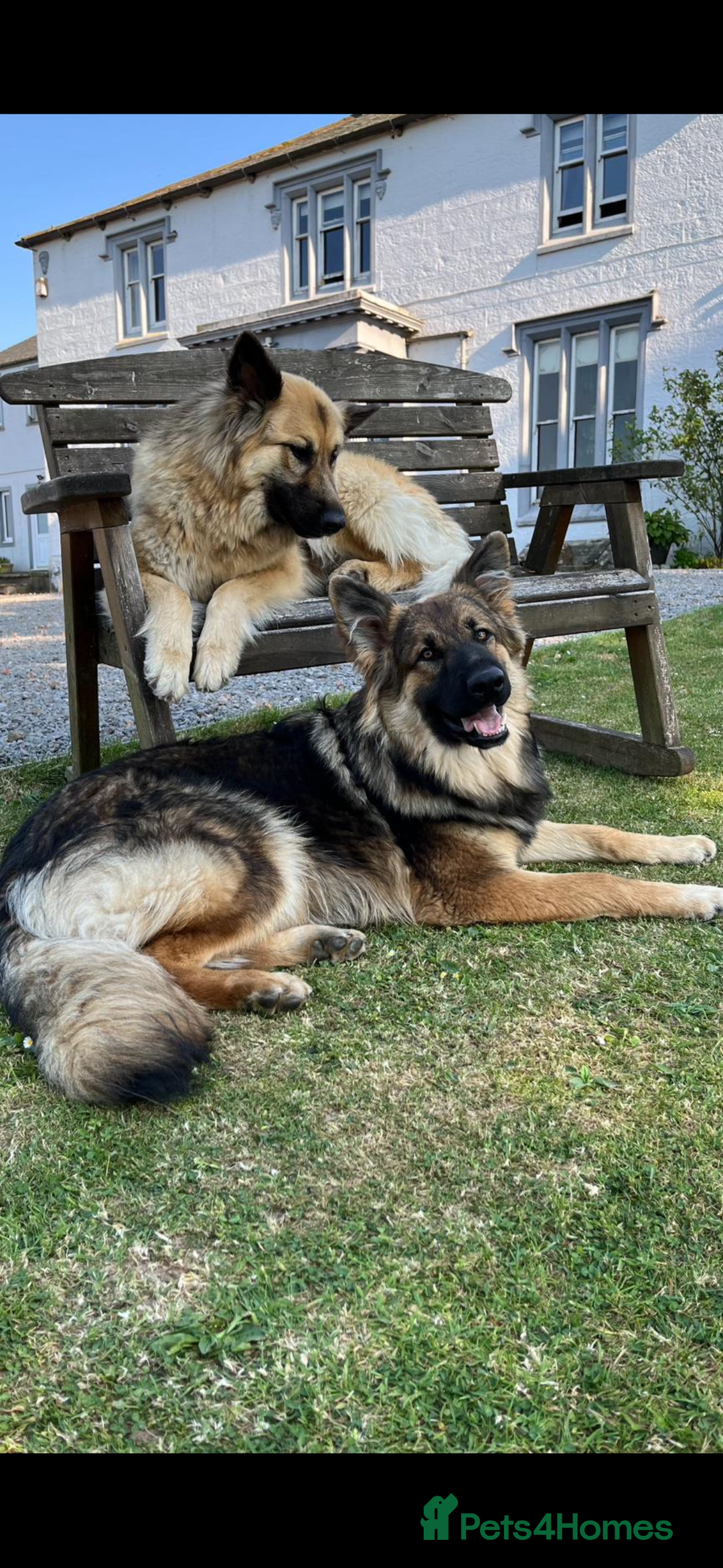 German Shepherd dogs for sale: 8 beautiful long haired German shepherd puppies  - Image 10