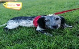 English Springer Spaniel dogs for adoption: 💖🐶 KATIE 🐶💖 - Advert 3