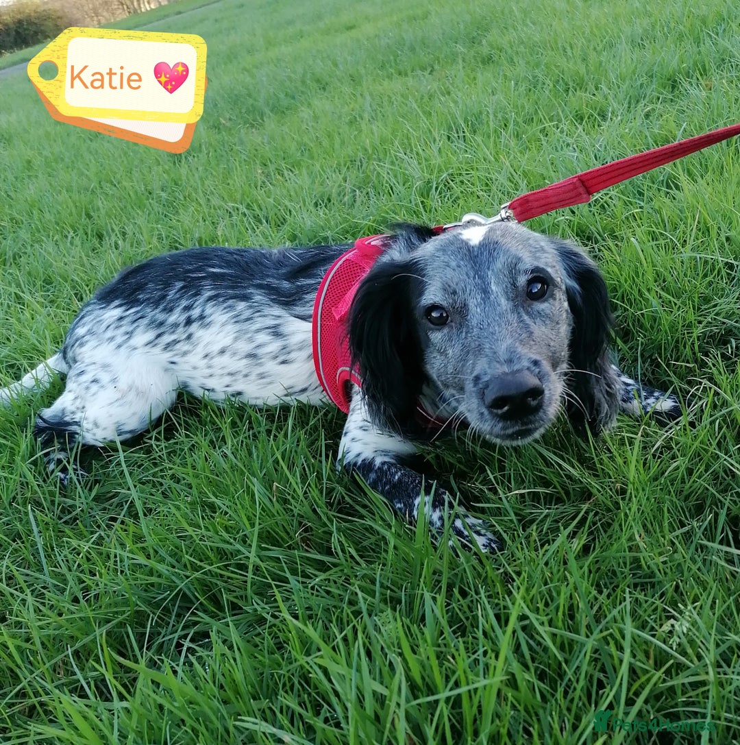 English Springer Spaniel dogs for adoption: 💖🐶 KATIE 🐶💖 - Advert 3