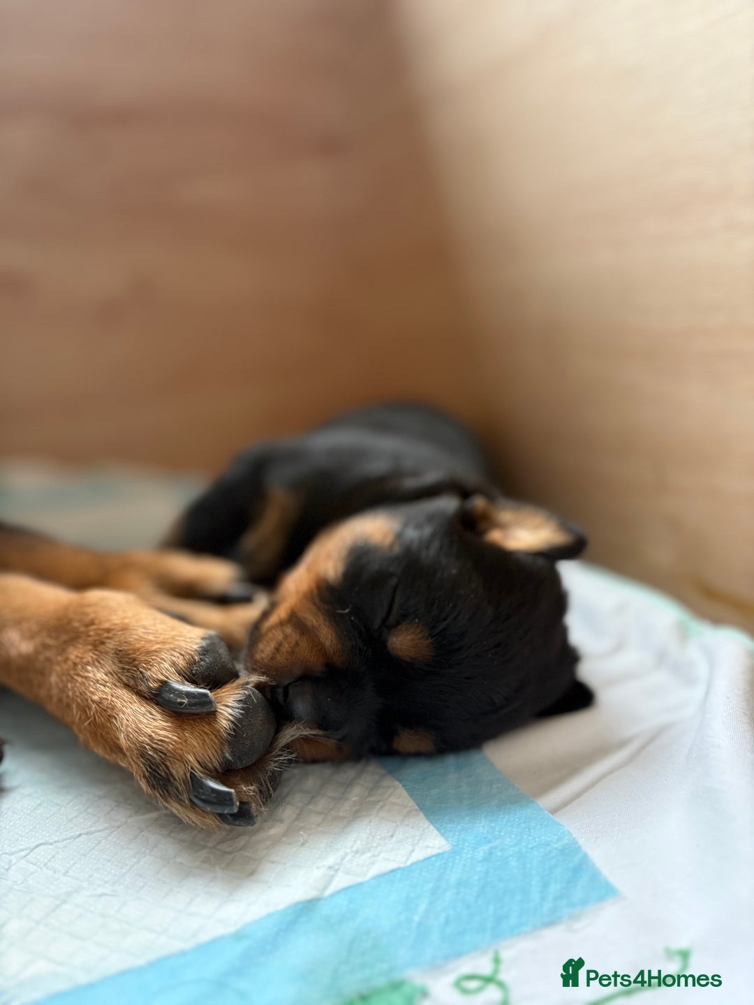 Rottweiler dogs for sale: 4 Gorgeous Rottweiler Puppies - Advert 17