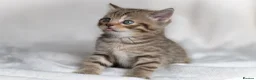 Scottish Fold cats for sale: 🐾Scottish Fold & Straight Kittens, 4Girls, 1Boy  - Advert 12