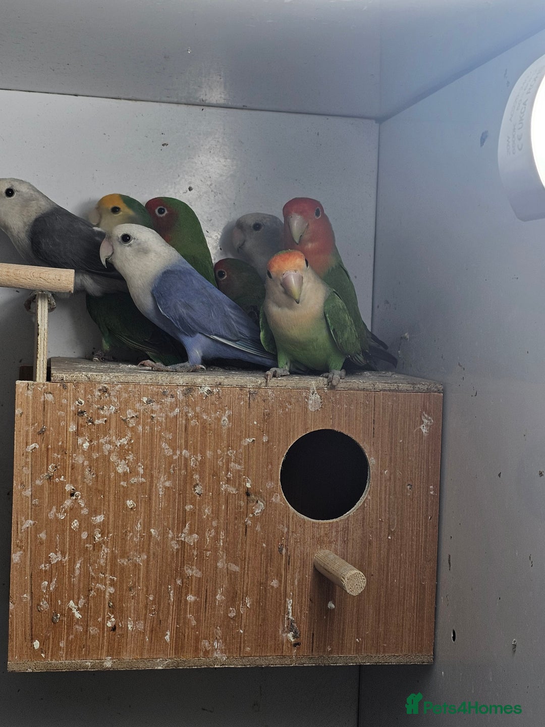 Lovebirds birds for sale: Mixed lovebirds - Advert 4