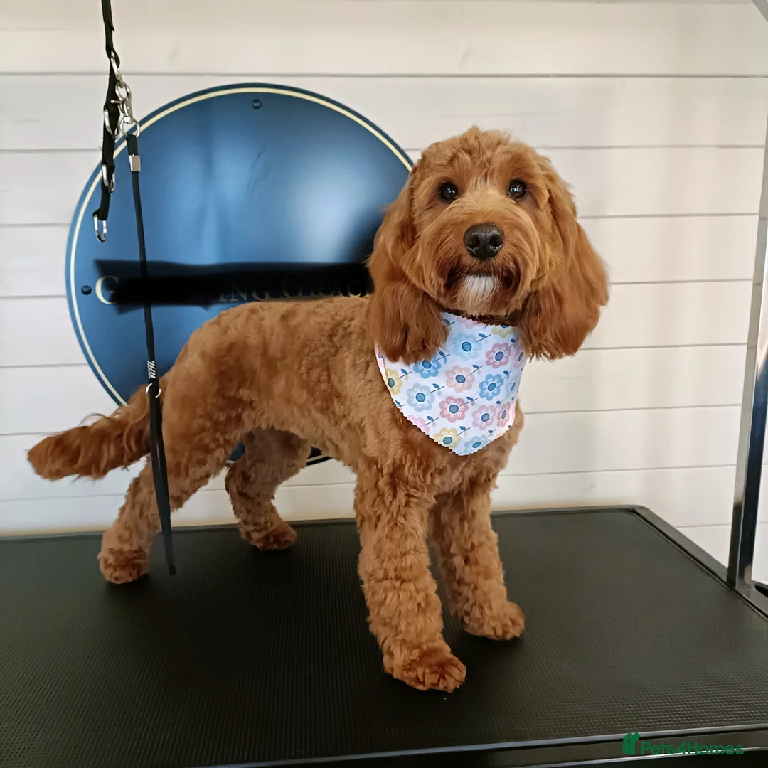 Cockapoo dogs for sale: 2 Beautiful Cockapoos  - Advert 1