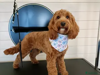 Cockapoo dogs 2 Beautiful Cockapoos - Advert 1