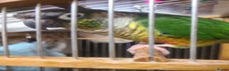 Conures birds for sale: Tamed Conure in Feltham - Advert 3