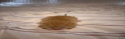 Scottish Fold cats for sale: Scottish Fold Kittens - Advert 6