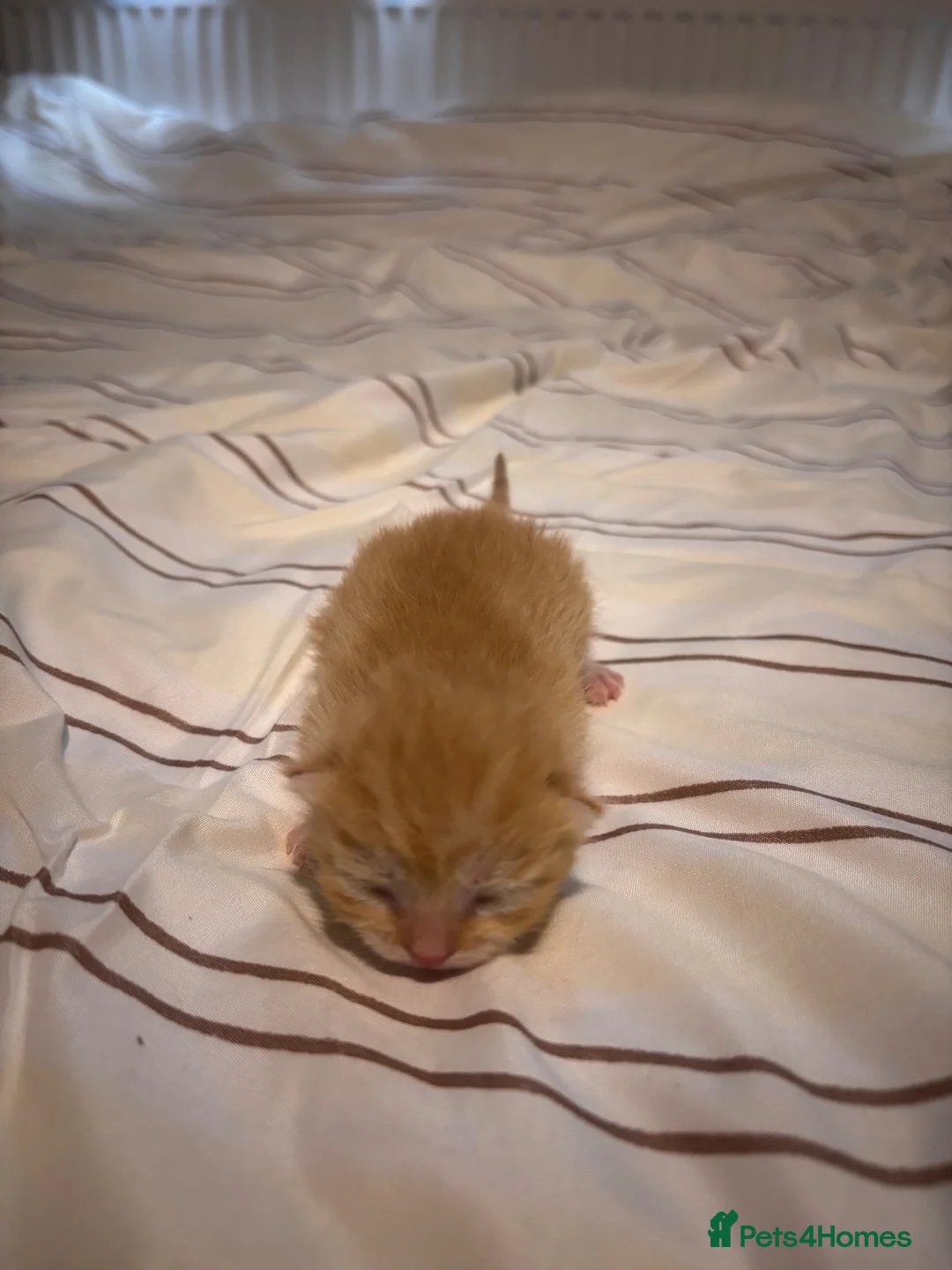 Scottish Fold cats for sale: Scottish Fold Kittens - Advert 6