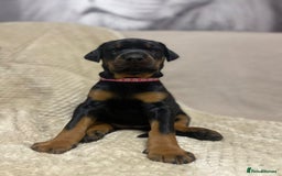 Dobermann dogs for sale: F1b Working dobermanns  - Image 15