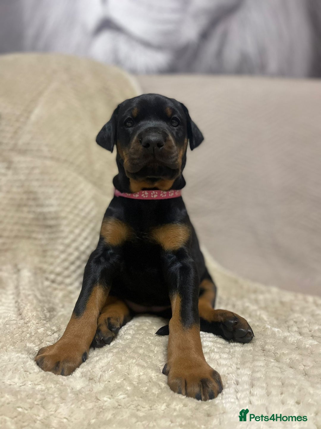 Dobermann dogs for sale: F1b Working dobermanns  - Image 15