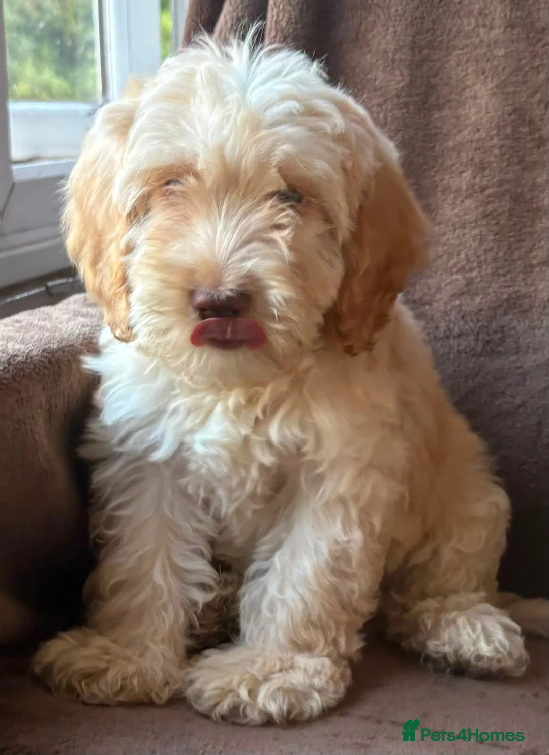 Cockapoo dogs for sale: Apricot Cockapoo's - Advert 10