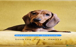 Dachshund dogs for sale: SALE price - KC registered Dachshund puppies  - Image 7