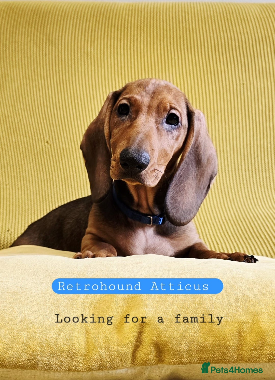 Dachshund dogs for sale: SALE price - KC registered Dachshund puppies  - Image 7