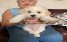 Bichon Frise dogs for sale: Bichon frise puppies 2 boys 1 girl - Image 13