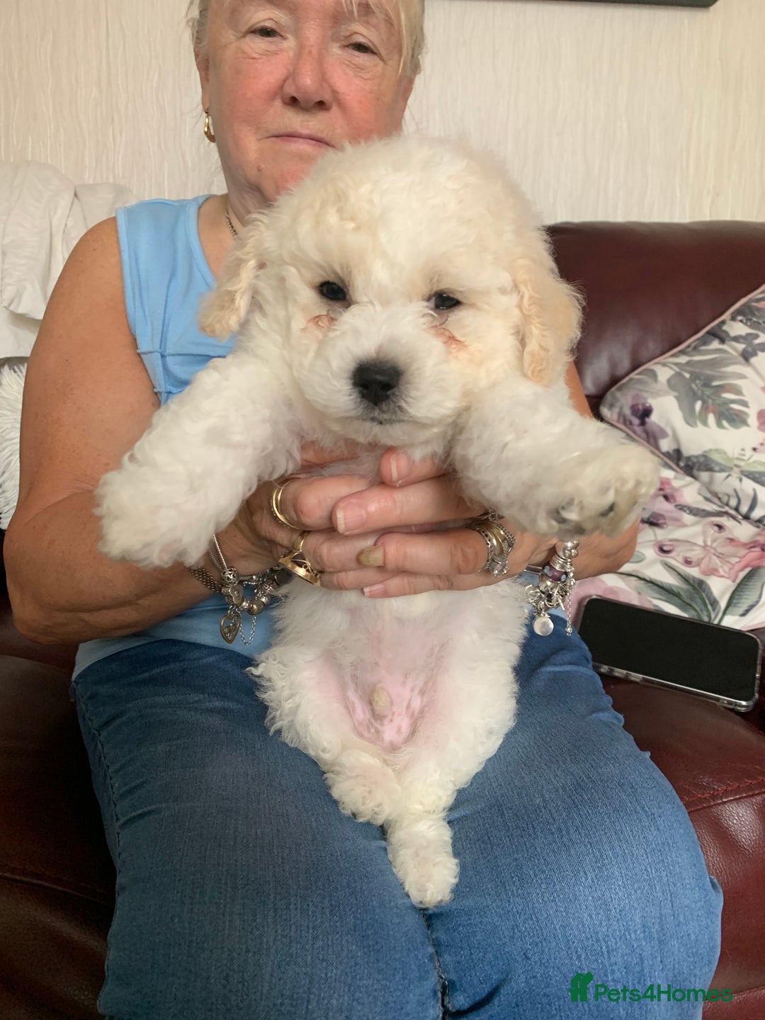 Bichon Frise dogs for sale: Bichon frise puppies 2 boys 1 girl - Image 13