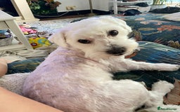 Maltese dogs for stud: Bentley our heart is available for stud  - Image 3