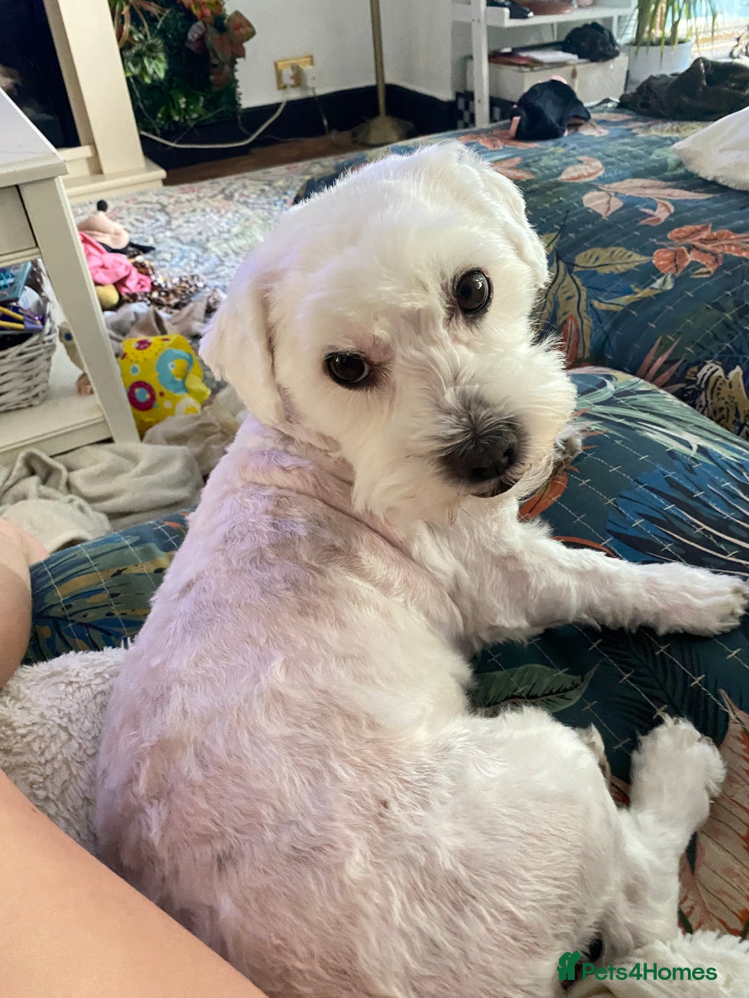 Maltese dogs for stud: Bentley our heart is available for stud  - Image 3