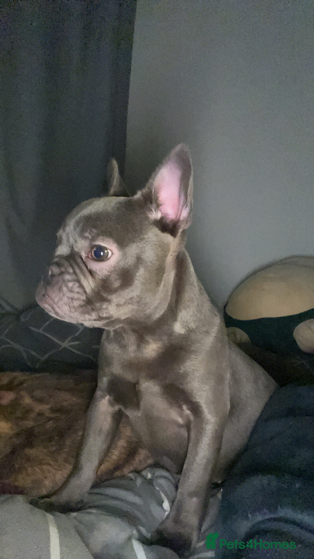 French Bulldog dogs for sale: Frenchie For New Home*** - Image 2