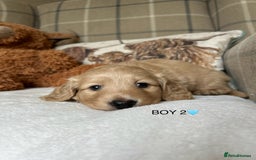 Miniature Dachshund dogs for sale: CREAM MINIATURE DACHSHUNDS💛 - Image 13