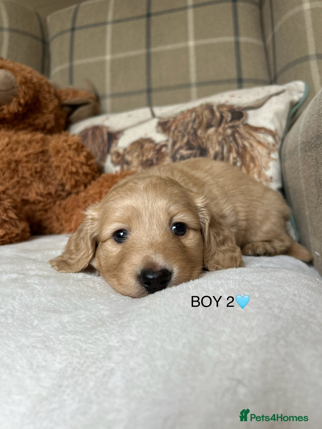 Miniature Dachshund dogs for sale: CREAM MINIATURE DACHSHUNDS💛 - Image 13