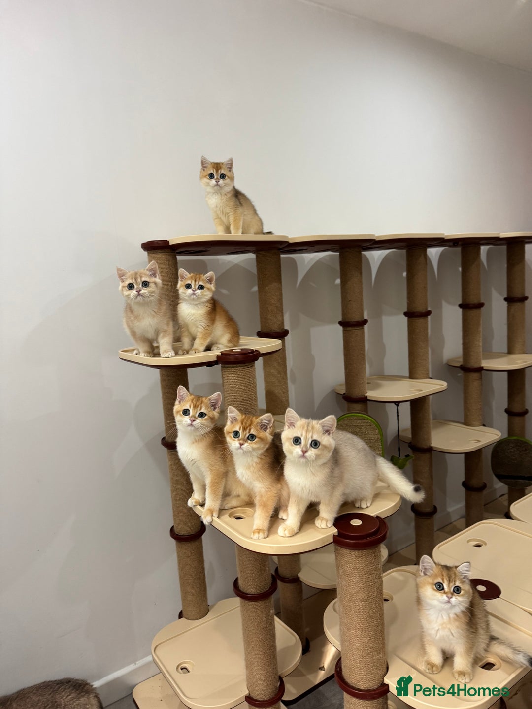 British Shorthair cats for sale: British Shorthair Golden kittens    - Image 24