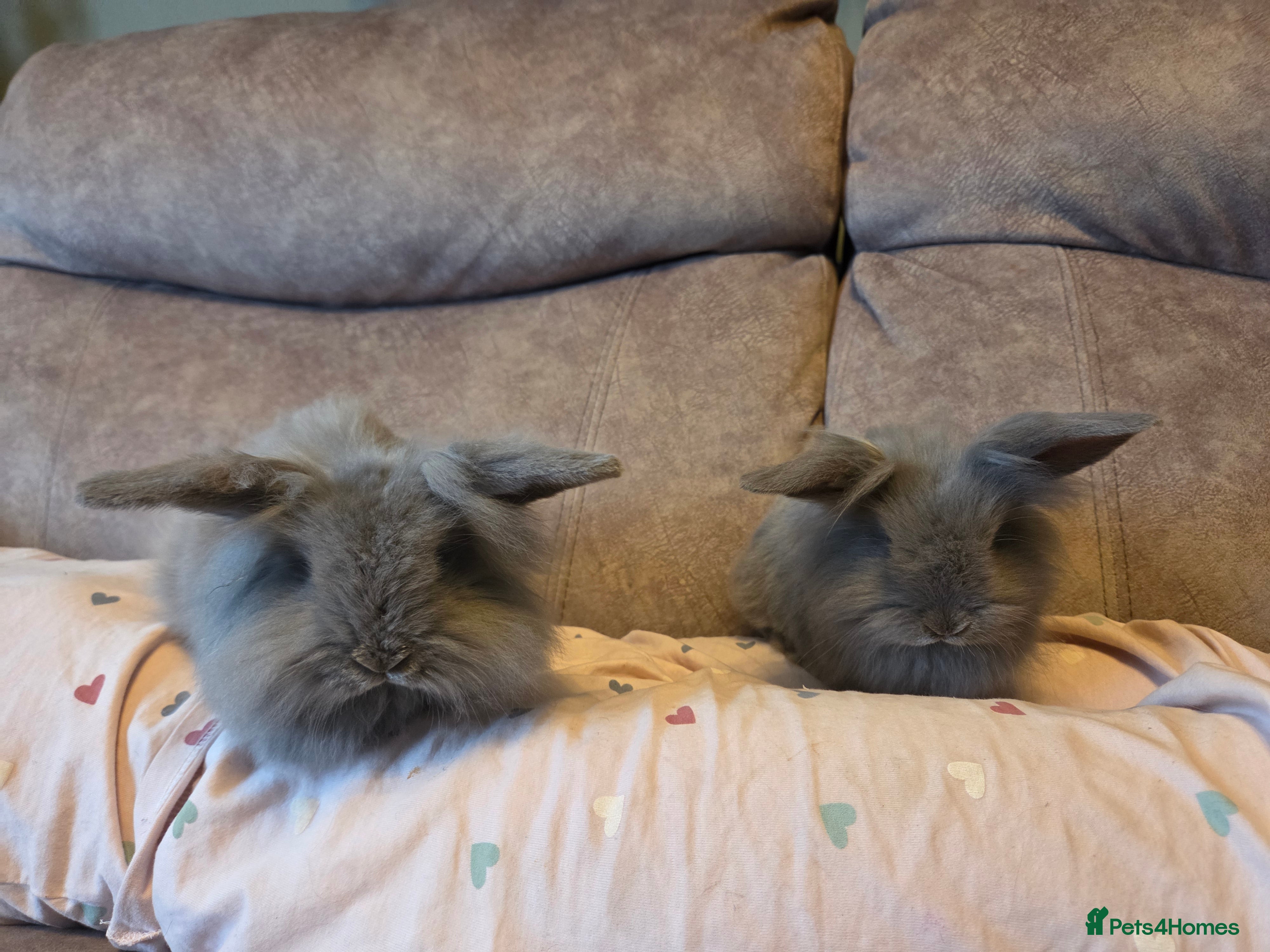 Lionhead rabbits 9 week old Blue Grey Smokey mini lion lop**2 Left - Advert 15