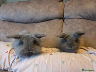 Lionhead rabbits 9 week old Blue Grey Smokey mini lion lop**2 Left - Advert 15