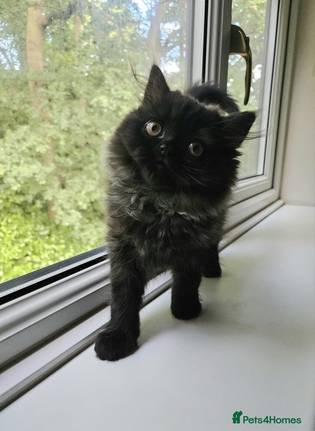 Persian cats for sale: Stunning Persian Boy - Image 7
